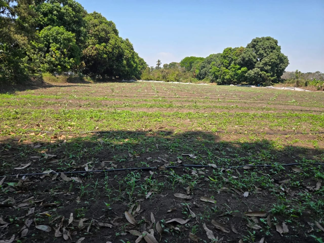 Para inversión terreno carretera vieja a Puerto de San José — Finca en Venta en Masagua, Escuintla — foto 14 de 17