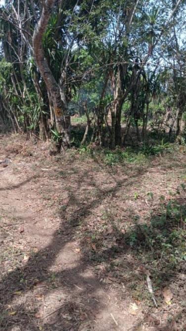🔥 PRECIO DE REMATE 🔥 ¡Tu refugio natural listo para construir! Terreno en Bosque Nevado 🌲🏡 — Terreno en Venta en Villa Canales, Guatemala, Ciudad — foto 4 de 5