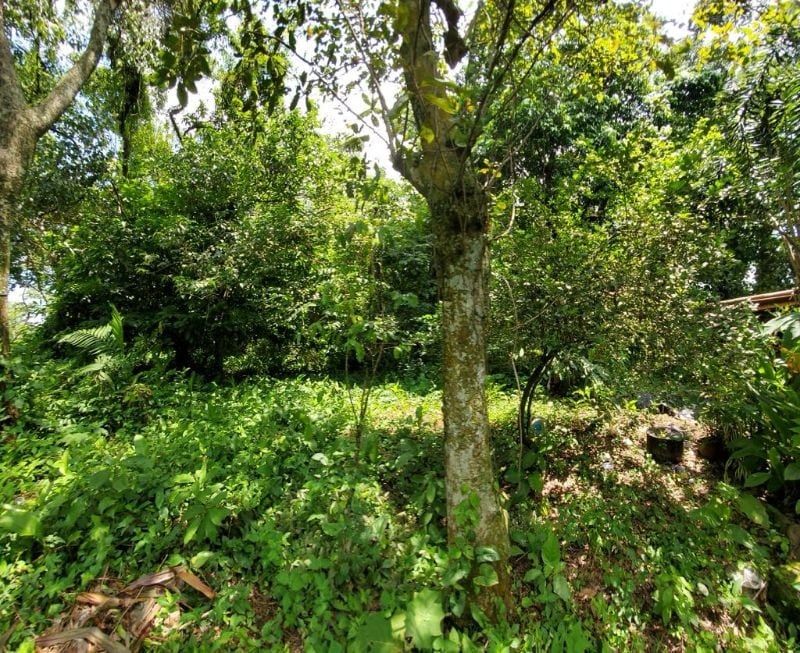 Vendo Terreno Grande en Mazatenango Ideal Desarrollo — Terreno en Venta en Mazatenango, Suchitepéquez — foto 6 de 9