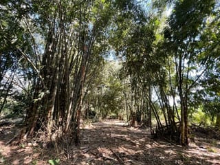 Vendo Terreno con Produccion de Bambú en Puerto San Jose — Terreno en Venta en Puerto San José, Escuintla — miniatura 6 de 13