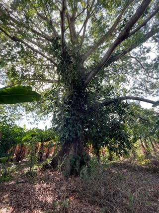 Vendo Terreno con Produccion de Bambú en Puerto San Jose — Terreno en Venta en Puerto San José, Escuintla — miniatura 10 de 13