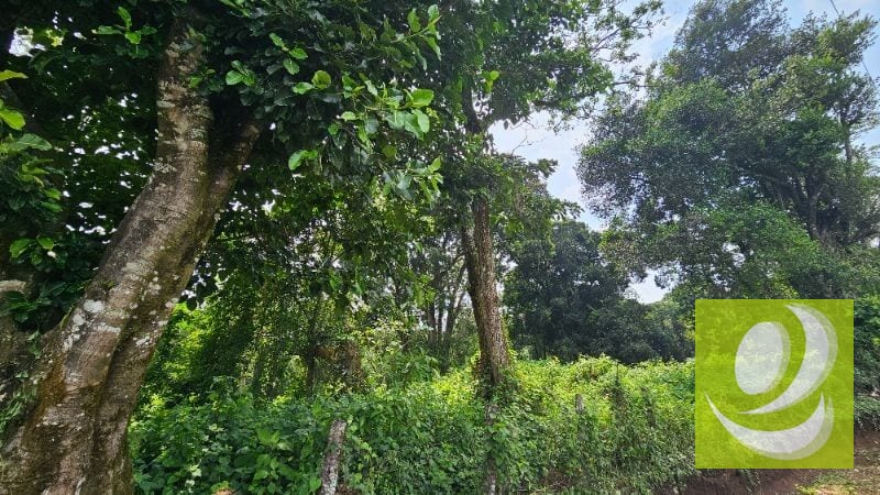 En Venta Terreno de 2 Manzanas en la Reserva Santa Elena Barillas — Terreno en Venta en Santa Elena Barillas, Guatemala, Ciudad — foto 1 de 5