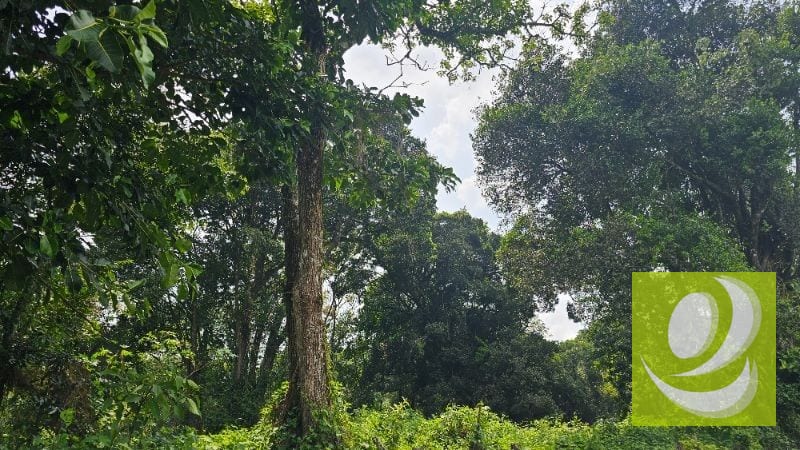 En Venta Terreno de 2 Manzanas en la Reserva Santa Elena Barillas — Terreno en Venta en Santa Elena Barillas, Guatemala, Ciudad — foto 5 de 5