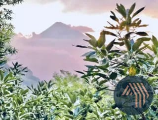 Venta de Espectacular Finca en Producción - San Vicente Pacaya — Finca en Venta en San Vicente Pacaya, Escuintla — miniatura 1 de 10