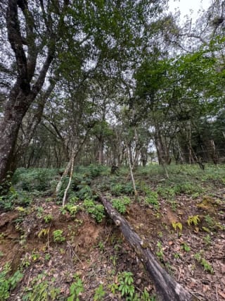 Terreno en Venta - Tronco 10 El Encinal, zona 7 Mixco — Terreno en Venta en El Encinal, Zona 7 Mixco, Guatemala, Ciudad — miniatura 4 de 6