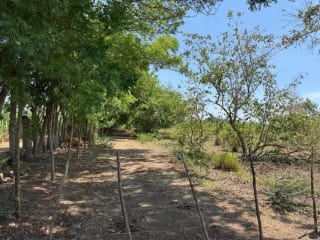Terreno en Guanagazapa, Km 84 Escuintla — Terreno en Venta en Guanagazapa, Escuintla — miniatura 3 de 4