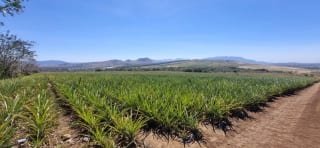 Venta de Terreno Jocotillo Villa Canales — Terreno en Venta en Santa Elena Barillas, Guatemala, Ciudad — miniatura 1 de 5