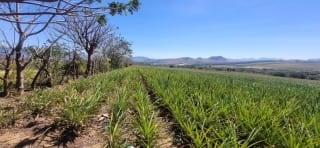 Venta de Terreno Jocotillo Villa Canales — Terreno en Venta en Santa Elena Barillas, Guatemala, Ciudad — miniatura 4 de 5