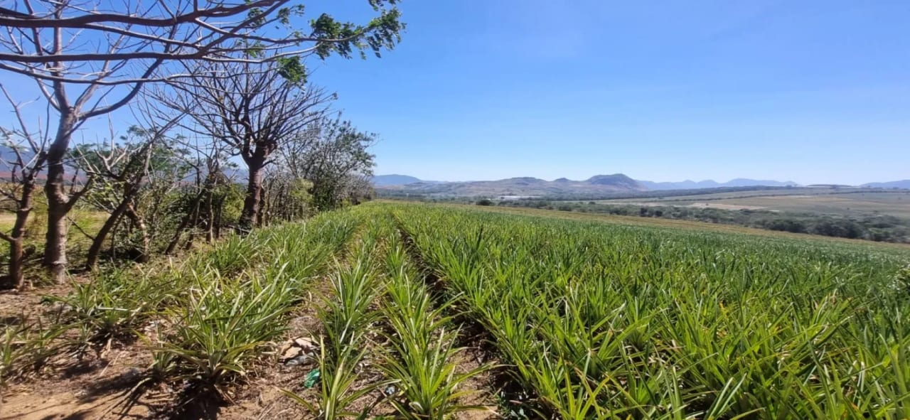 Venta de Terreno Jocotillo Villa Canales — Terreno en Venta en Santa Elena Barillas, Guatemala, Ciudad — foto 3 de 5