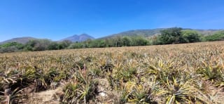 Terreno en Venta en el Jocotillo Santa Elena Barillas — Terreno en Venta en Santa Elena Barillas, Guatemala, Ciudad — miniatura 8 de 8