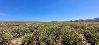 Terreno en Venta en el Jocotillo Santa Elena Barillas — Terreno en Venta en Santa Elena Barillas, Guatemala, Ciudad — miniatura 7 de 8