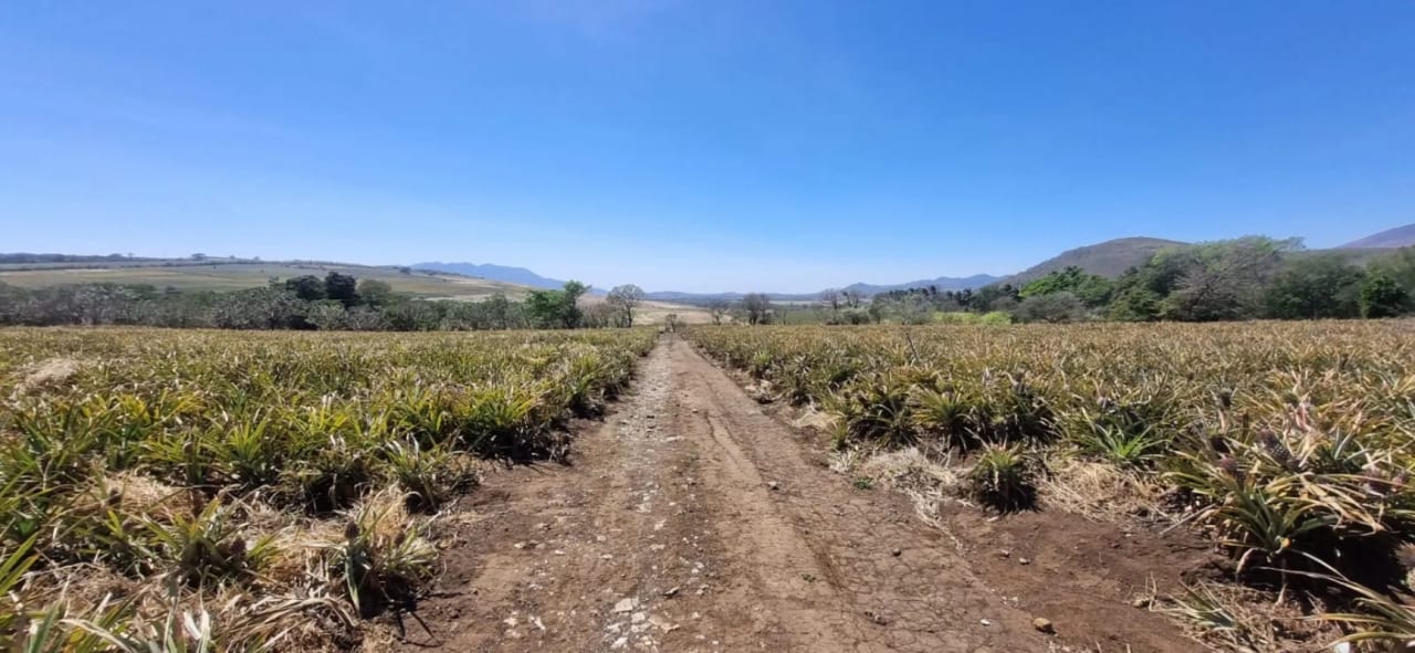 Terreno en Venta en el Jocotillo Santa Elena Barillas — Terreno en Venta en Santa Elena Barillas, Guatemala, Ciudad — foto 5 de 8