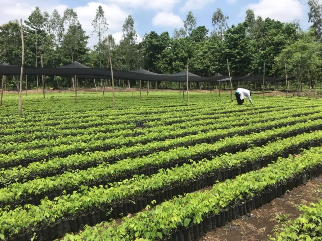 Se Vende Finca Forestal Certificada en Escuintla – Guatemala — Finca en Venta en Guanagazapa, Escuintla — foto 1 de 12