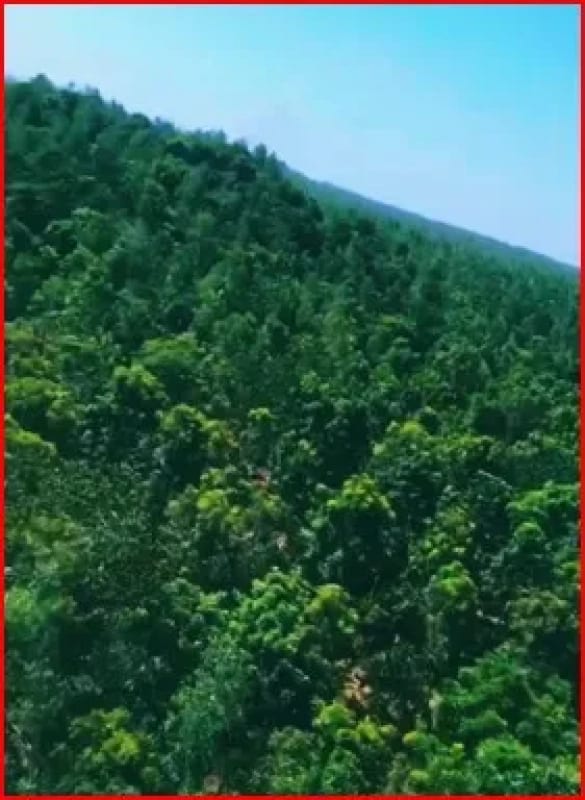 Se Vende Finca Forestal Certificada en Escuintla – Guatemala — Finca en Venta en Guanagazapa, Escuintla — foto 12 de 12