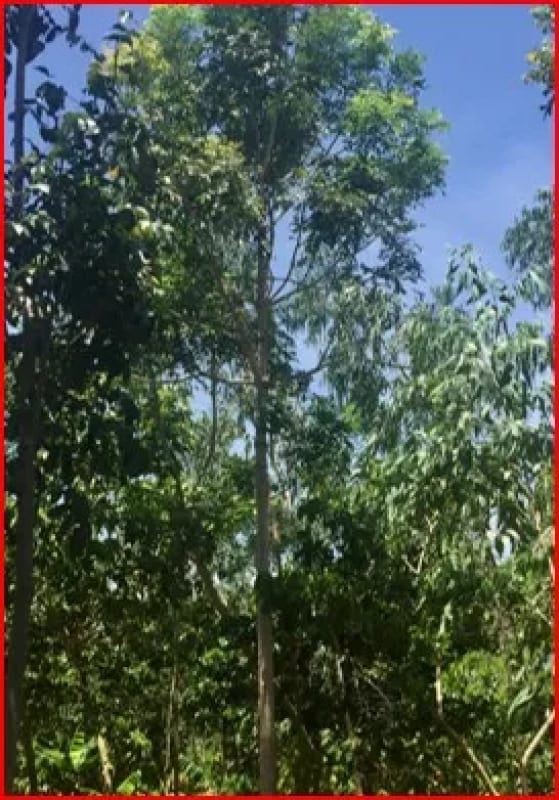Se Vende Finca Forestal Certificada en Escuintla – Guatemala — Finca en Venta en Guanagazapa, Escuintla — foto 10 de 12