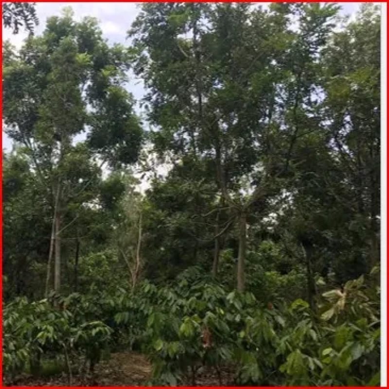 Se Vende Finca Forestal Certificada en Escuintla – Guatemala — Finca en Venta en Guanagazapa, Escuintla — foto 9 de 12