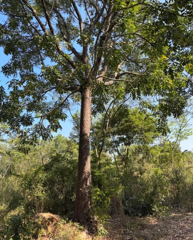 Se Vende Finca Forestal Certificada en Escuintla – Guatemala — Finca en Venta en Guanagazapa, Escuintla — foto 4 de 12