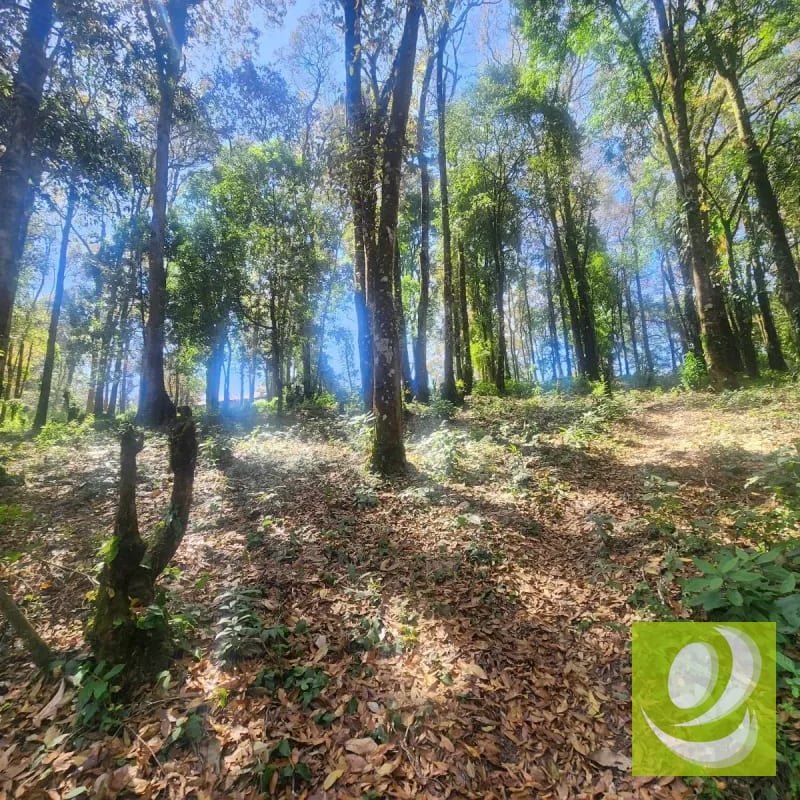Vendo Terreno Residencial en Bosque Vivo Mixco — Terreno en Venta en Zona 1 Mixco, Guatemala, Ciudad — foto 4 de 4