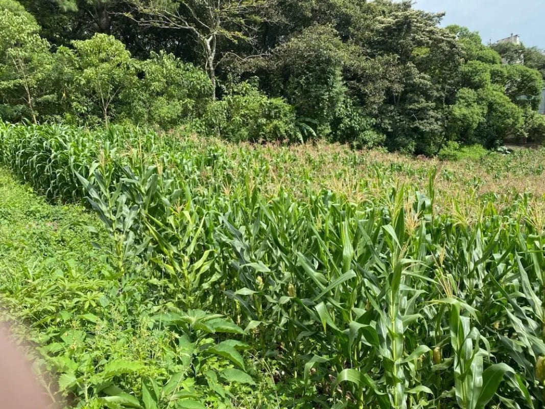 Terreno en Santa Catarina Pinula — Terreno en Venta en Santa Catarina Pinula, Guatemala, Ciudad — foto 1 de 2