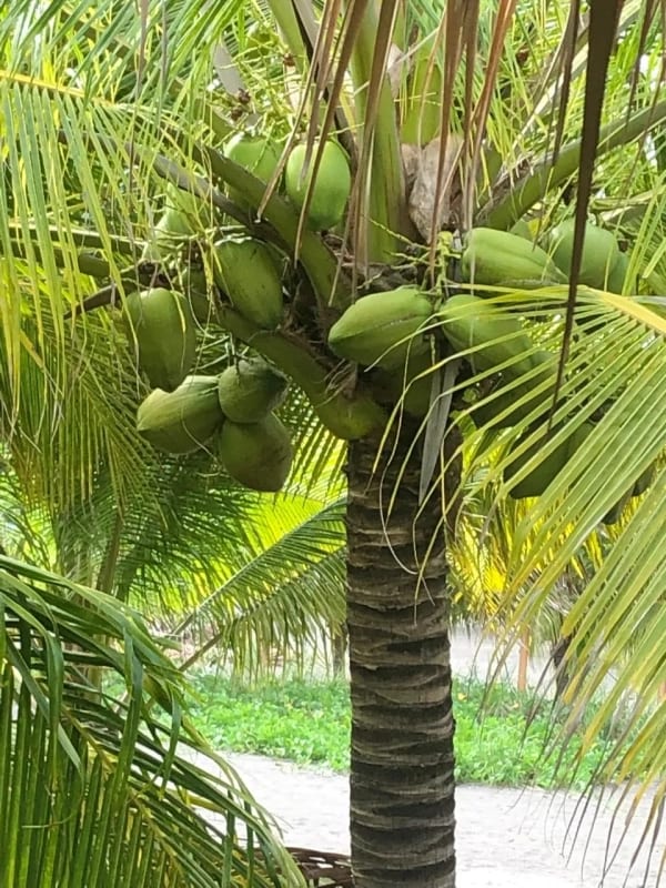 Playa el Jiote Moyuta Jutiapa Hermosa Propiedad en Venta, Terreno y Rancho — Terreno en Venta en Moyuta, Jutiapa — foto 10 de 12
