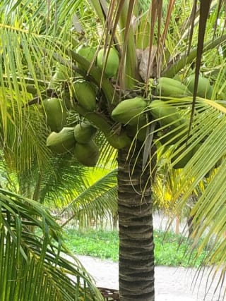 Playa el Jiote Moyuta Jutiapa Hermosa Propiedad en Venta, Terreno y Rancho — Terreno en Venta en Moyuta, Jutiapa — miniatura 10 de 12