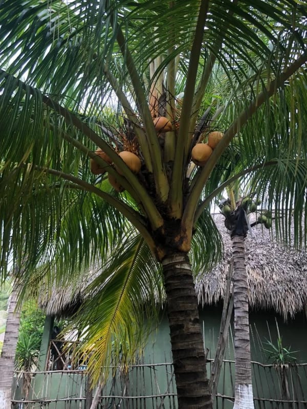 Playa el Jiote Moyuta Jutiapa Hermosa Propiedad en Venta, Terreno y Rancho — Terreno en Venta en Moyuta, Jutiapa — foto 9 de 12