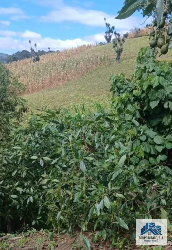 Venta 2 Fincas Aguacate Hass en Producción — Finca en Venta en Patzicía, Chimaltenango — foto 1 de 4