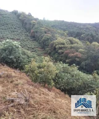 Venta 2 Fincas Aguacate Hass en Producción — Finca en Venta en Patzicía, Chimaltenango — miniatura 4 de 4