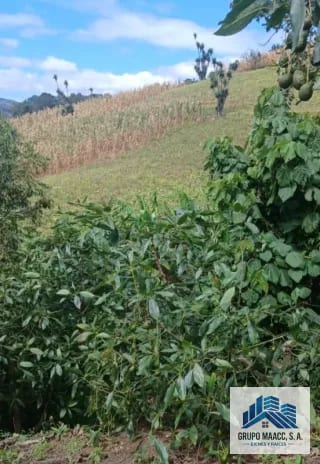 Venta 2 Fincas Aguacate Hass en Producción — Finca en Venta en Patzicía, Chimaltenango — miniatura 2 de 4