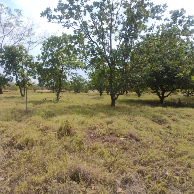 Re Vendo 2 Terrenos en Parque Industrial, Escuintla — Terreno en Venta en Escuintla, Escuintla — foto 4 de 4